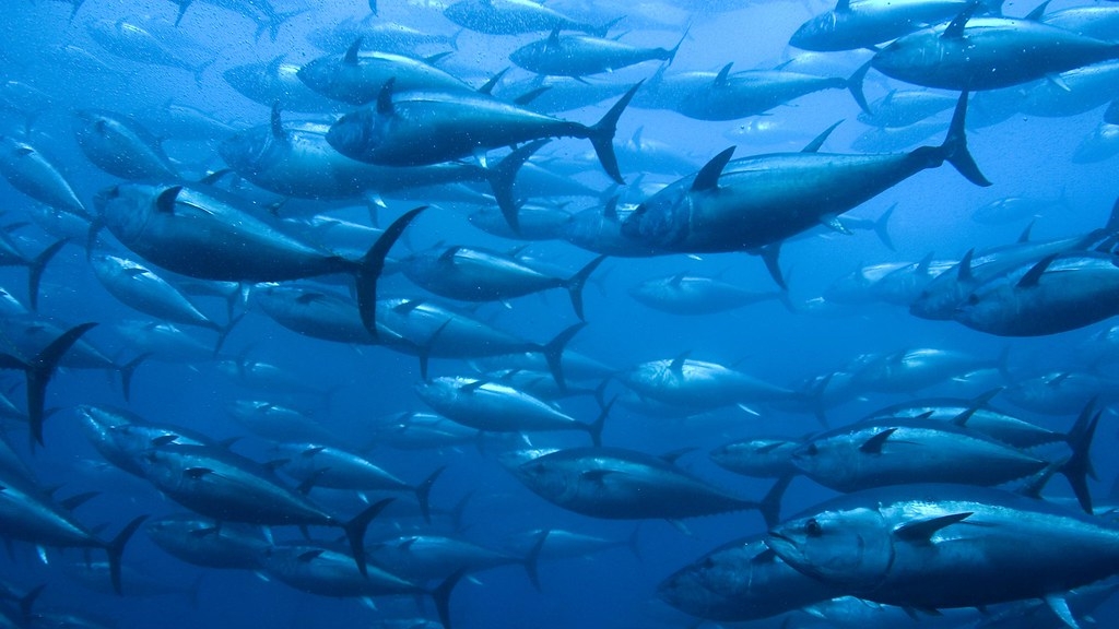 鮪魚是我國遠洋漁業主要目標魚種，但全球鮪魚正承受龐大捕撈壓力。資料照。圖片來源：夏威夷大學馬諾阿分校