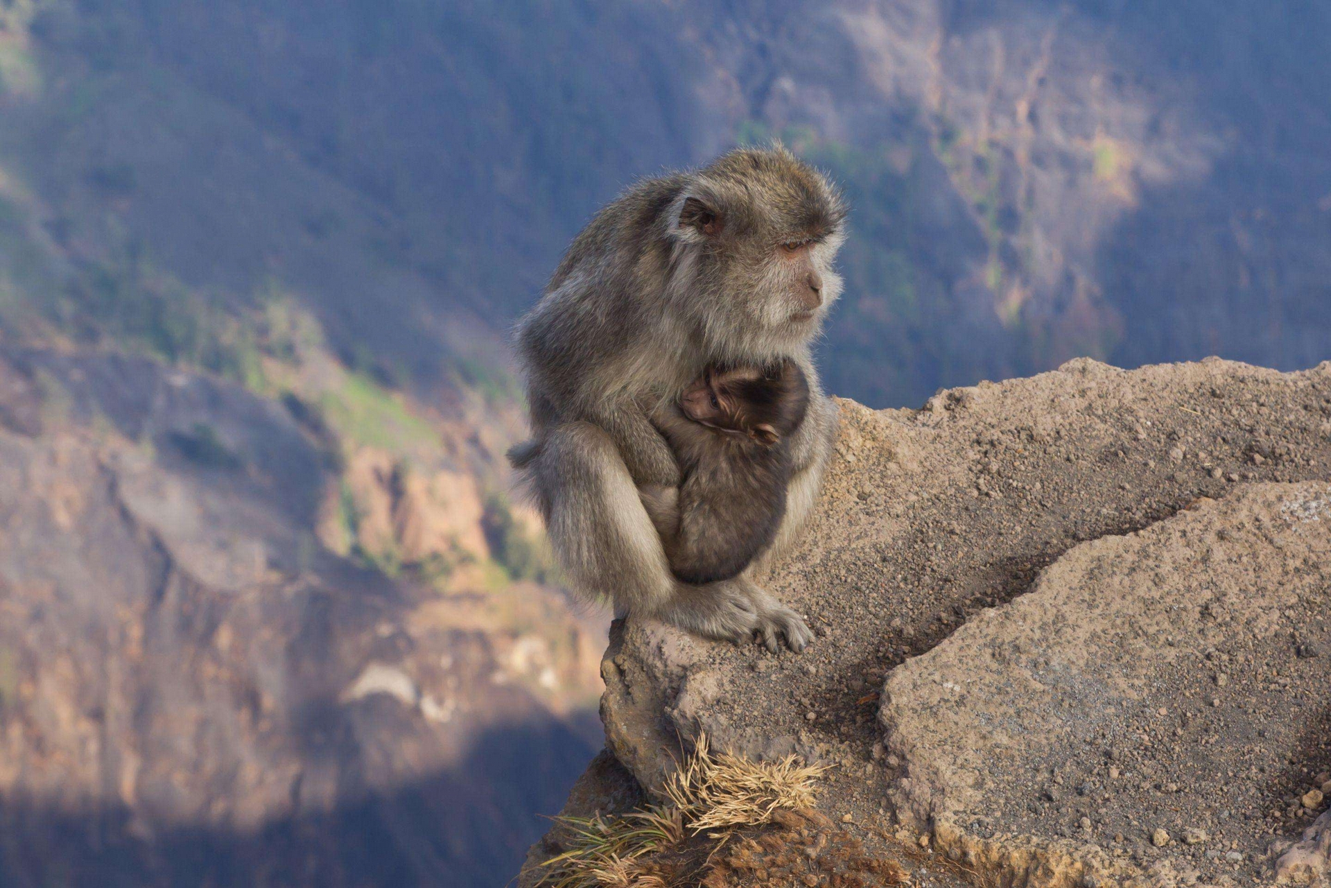 2019动物篇（53）：有妈的猴崽也是宝_生态_POCO摄影,生态,动物,猴子