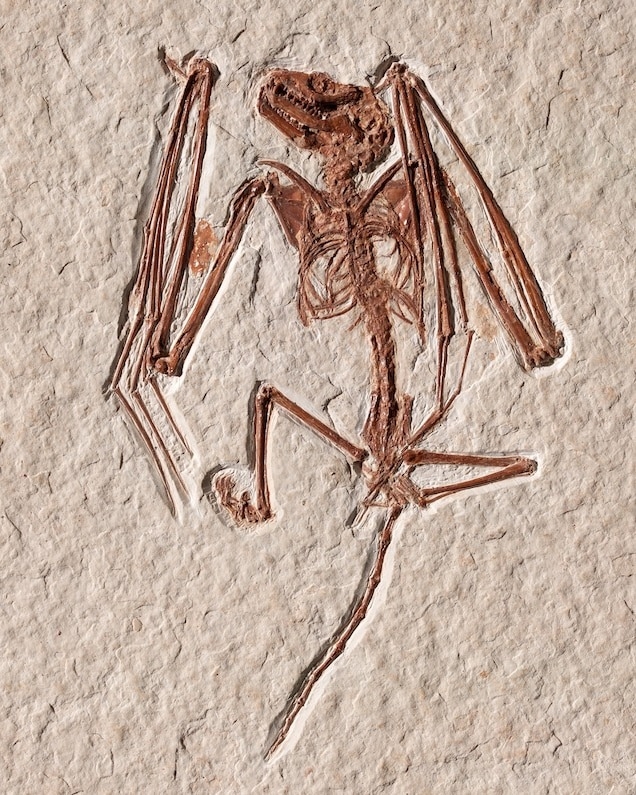岡氏伊神蝠是最近新獲得描述的蝙蝠物種，這副骨骸出土自美國懷俄明州西南部，現存於多倫多皇家安大略博物館（Royal Ontario Museum）。PHOTOGRAPH BY ROYAL ONTARIO MUSEUM