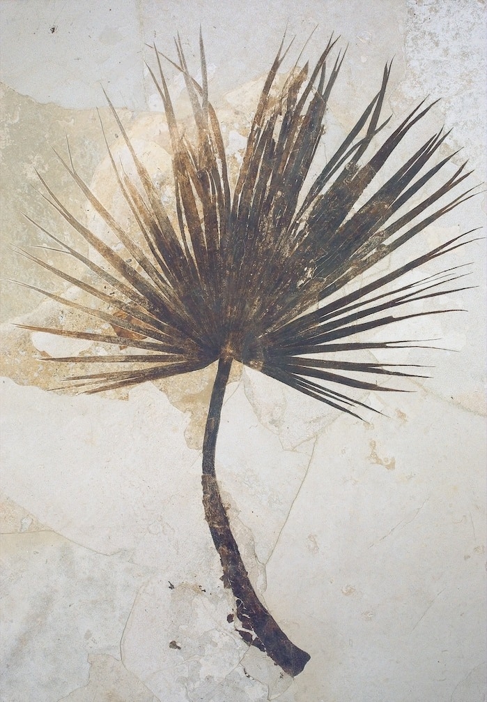 化石湖邊出土的古代棕櫚。找到棕櫚樹表示這個區域在5500萬年前比現在更加溫暖且潮溼，與現在的美國墨西哥灣沿岸地區相似。這個標本將近兩公尺長，正在新墨西哥州的梅薩蘭恐龍博物館展出。PHOTOGRAPHS BY NATIONAL PARK SERVICE 