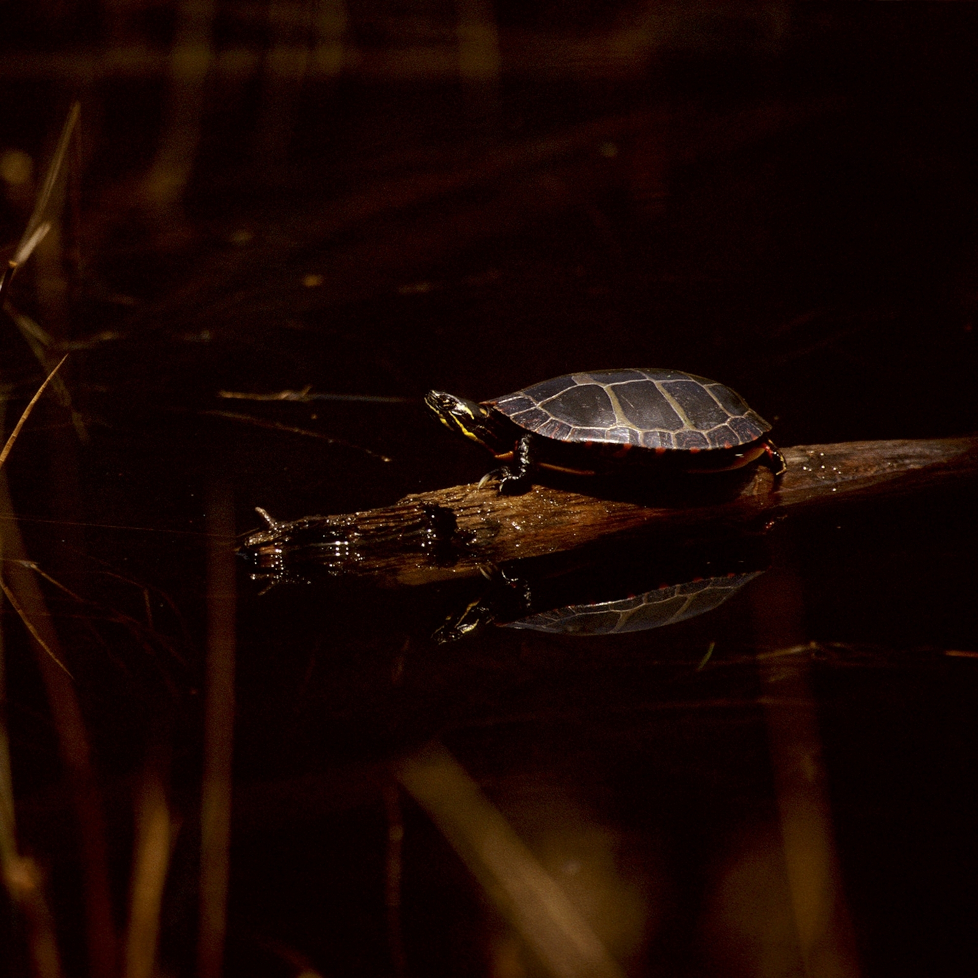 在麻薩諸塞州布里奇沃特的懷曼草原保護區，一棵倒下的樹上有一隻東部錦龜（eastern painted turtle）在夜間曬背。PHOTOGRAPH BY TIM LAMAN, NAT GEO IMAGE COLLECTION