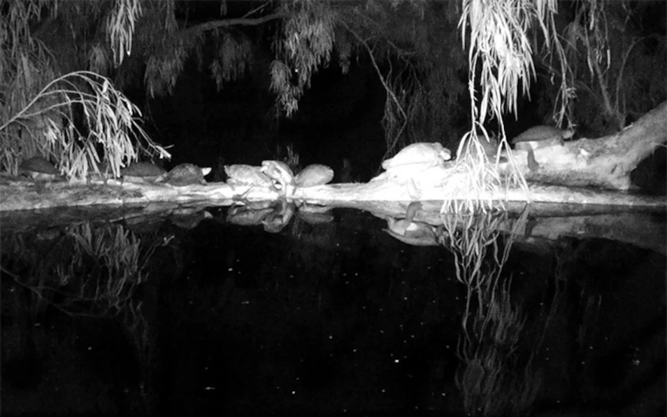 一張野外監視器拍攝的影像顯示，澳洲湯斯維爾的幾隻柯氏側頸龜正在夜間曬背。PHOTOGRAPH BY DR. ERIC NORDBERG