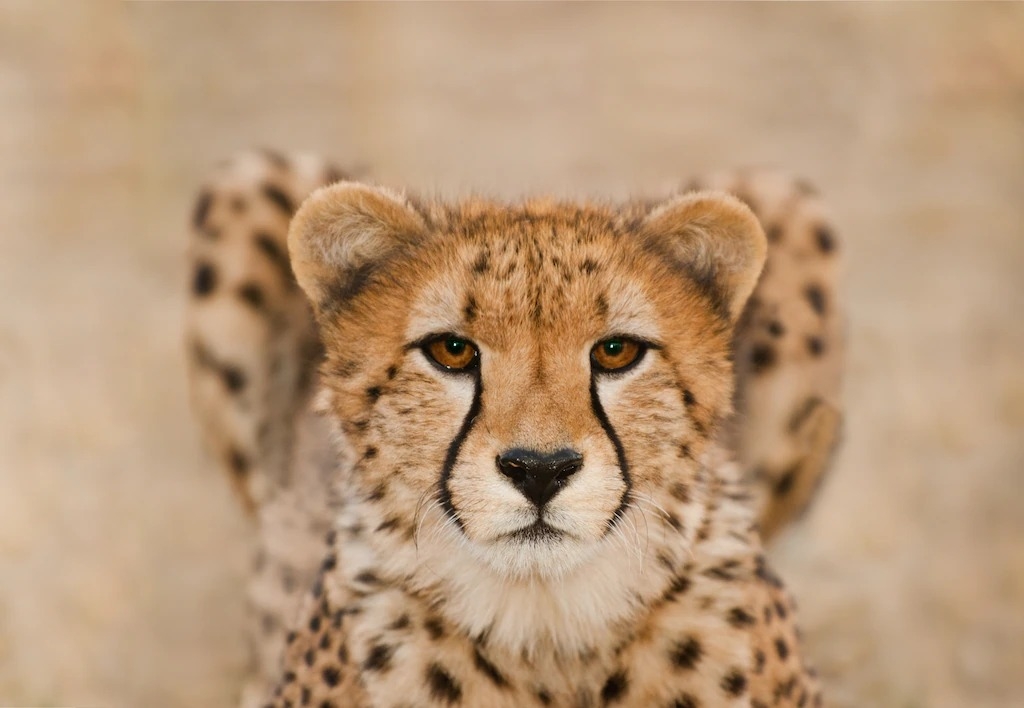 這張是納米比亞的獵豹。你能看出來這是不是AI生成的嗎？PHOTOGRAPH BY FRANS LANTING, NAT GEO IMAGE COLLECTION 