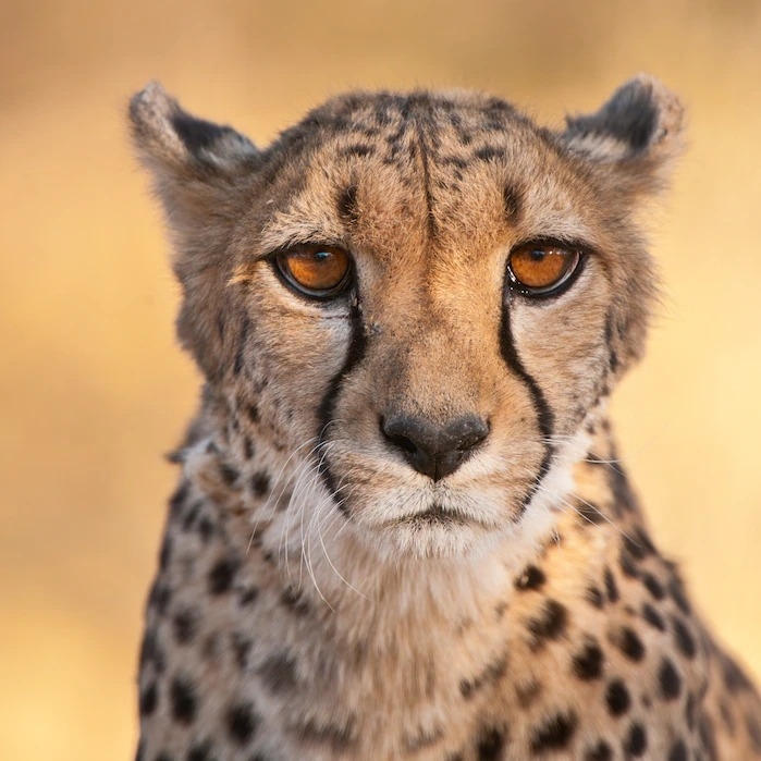 這是一張真正的獵豹照片，是攝影師法蘭斯．藍汀（Frans Lanting）在納米比亞拍的──本文首圖也是。你猜對了嗎？PHOTOGRAPHS BY FRANS LANTING, NAT GEO IMAGE COLLECTION