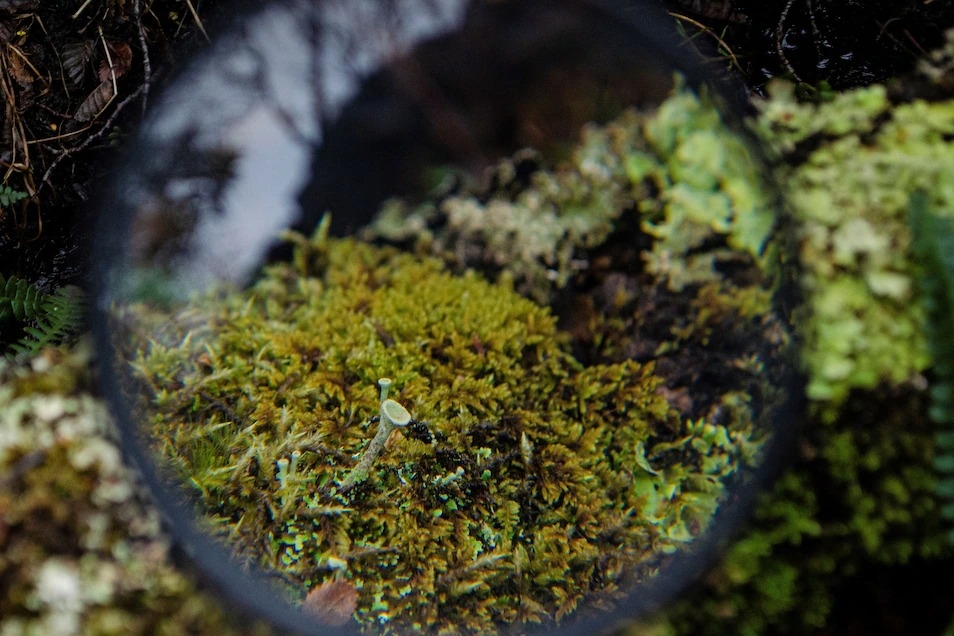許多植物都會與真菌形成共生關係，苔蘚（本照片攝於智利奧莫拉民族植物園）就是其中之一。苔蘚提供透過光合作用製造的醣類，而真菌為苔蘚提供營養素。PHOTOGRAPH BY ALBERTO PEÑA, AFP/GETTY IMAGES 