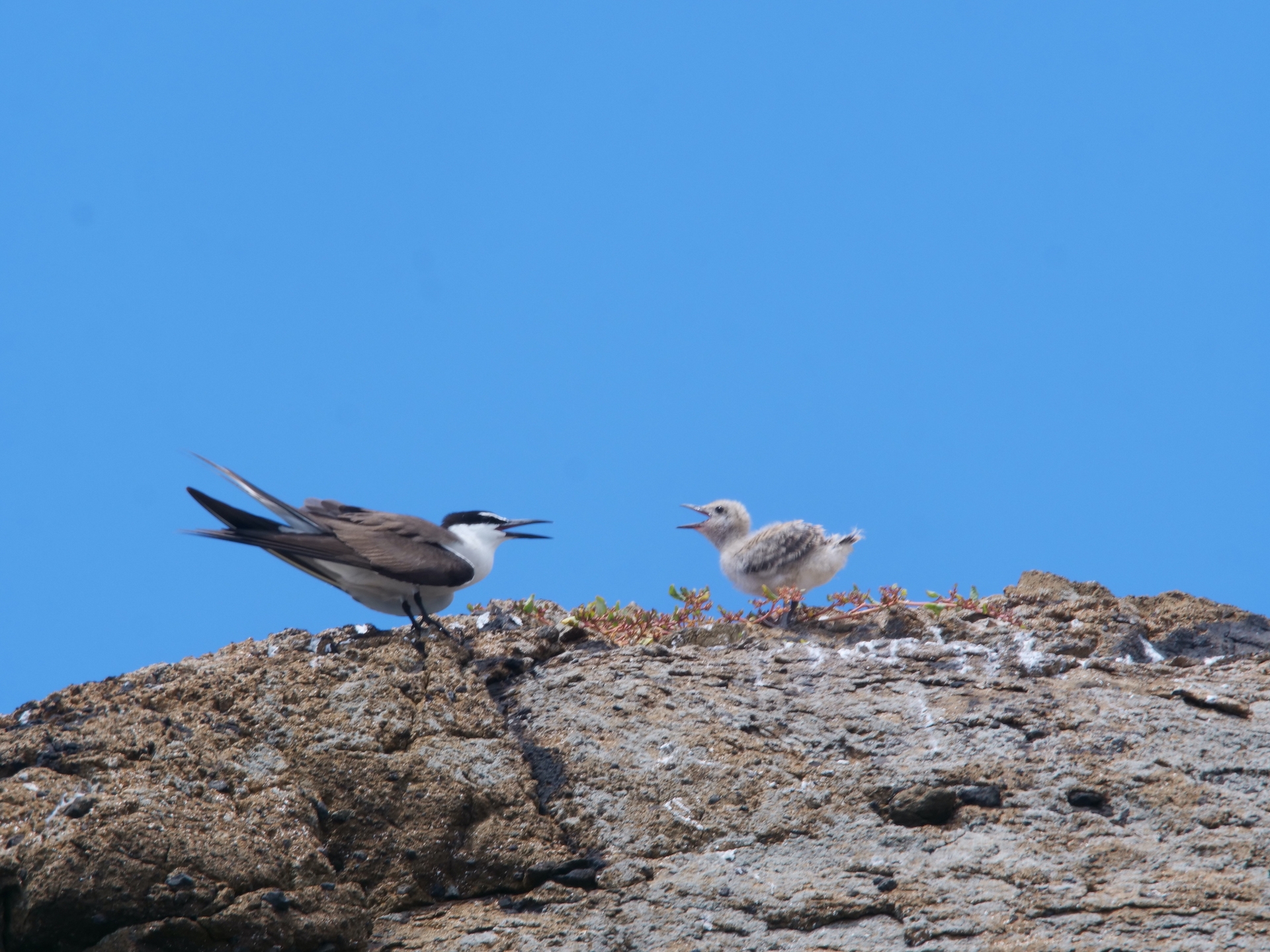 每年初夏，許多燕鷗從遙遠的熱帶飛來，集結在島上繁衍，待夏季結束，又帶著新生的孩子飛回南方。（圖片由活水文化事業有限公司提供）