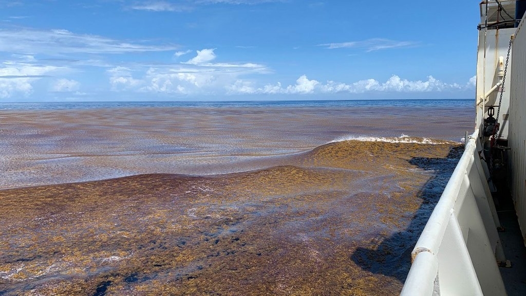 科學家搭船穿越大大西洋馬尾藻帶並收集樣本。圖片來源：伍茲霍爾海洋科學研究院（Woods Hole Oceanographic Institution）