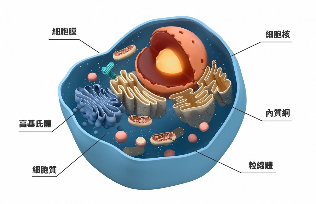絕大部分的半乳糖凝集素都會存在於細胞質或細胞核中。上圖為動物細胞結構示意圖，最外層是細胞膜，中間橘紅色核心是細胞核，兩者之間的膠狀質地就是細胞質。細胞核外面淡黃色網狀結構是內質網，深藍色層狀結構是高基氏體，中間一顆一顆小小的橢圓膠囊是粒線體。 圖｜iStock 