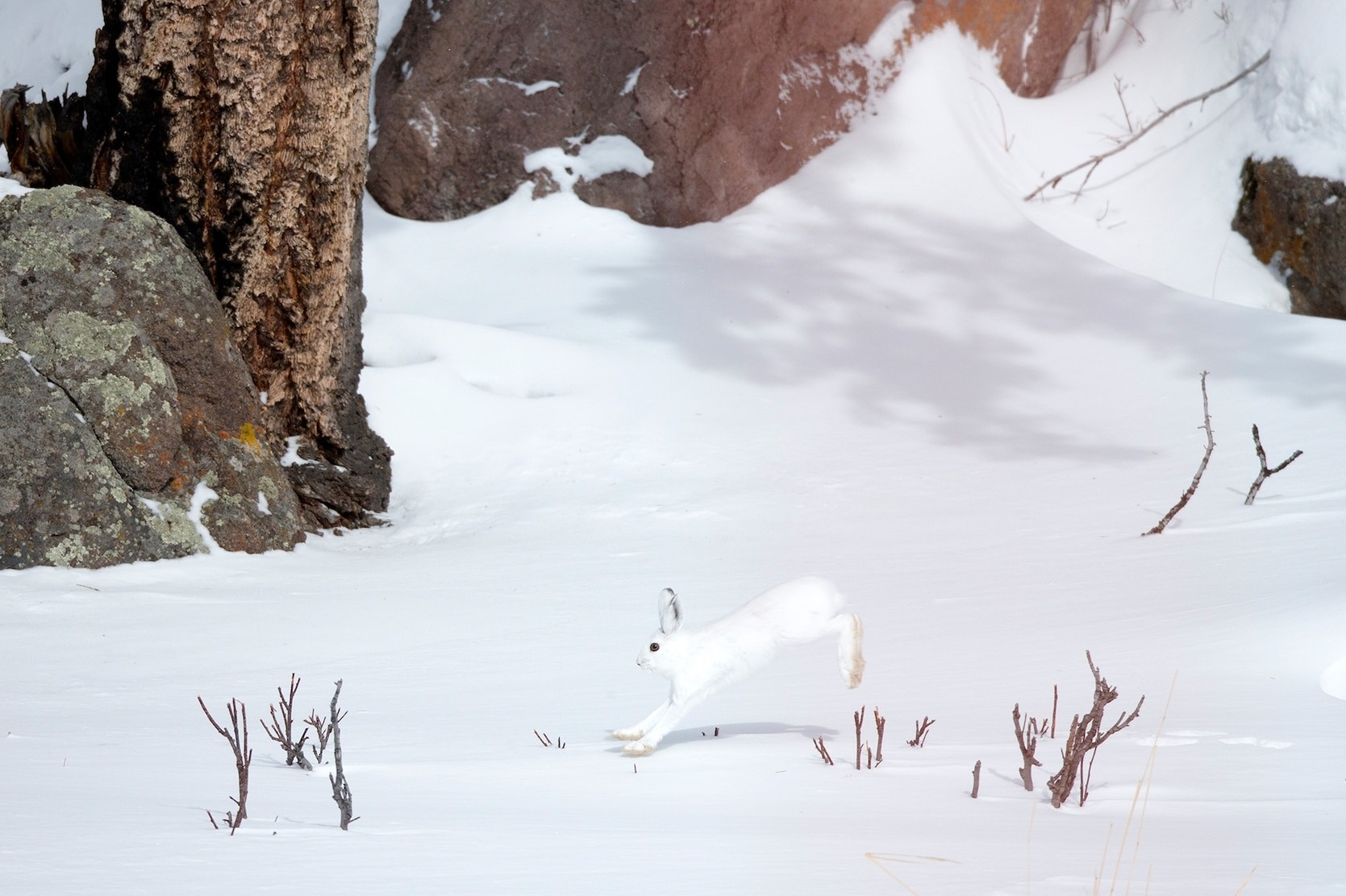 雪鞋兔是加拿大山貓的主要獵物。 PHOTOGRAPH BY ROBBIE GEORGE, NAT GEO IMAGE COLLECTION 