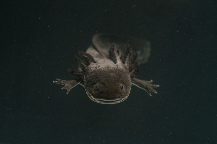 墨西哥國立自治大學生態復育實驗室水槽中悠遊的雌性墨西哥鈍口螈。儘管墨西哥鈍口螈在野外的數量持續下滑，但隨著《我的世界》、《要塞英雄》等電玩遊戲的風行，牠在寵物市場的需求也跟著水漲船高。PHOTOGRAPH BY LUIS ANTONIO ROJAS