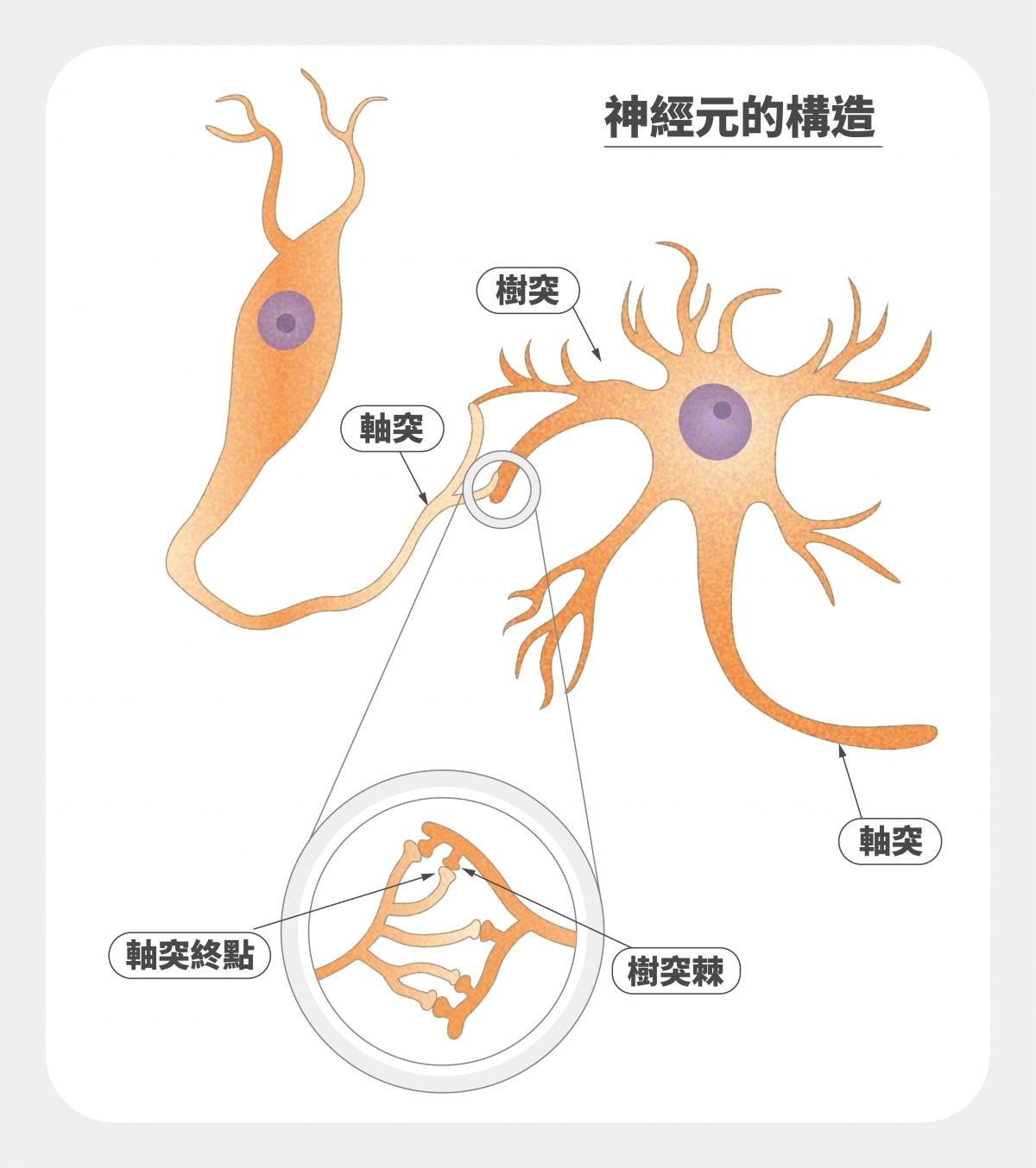 兩個神經元彼此連結，軸突終點與樹突棘的接觸點為突觸。 圖｜研之有物（資料來源｜Current Biology）