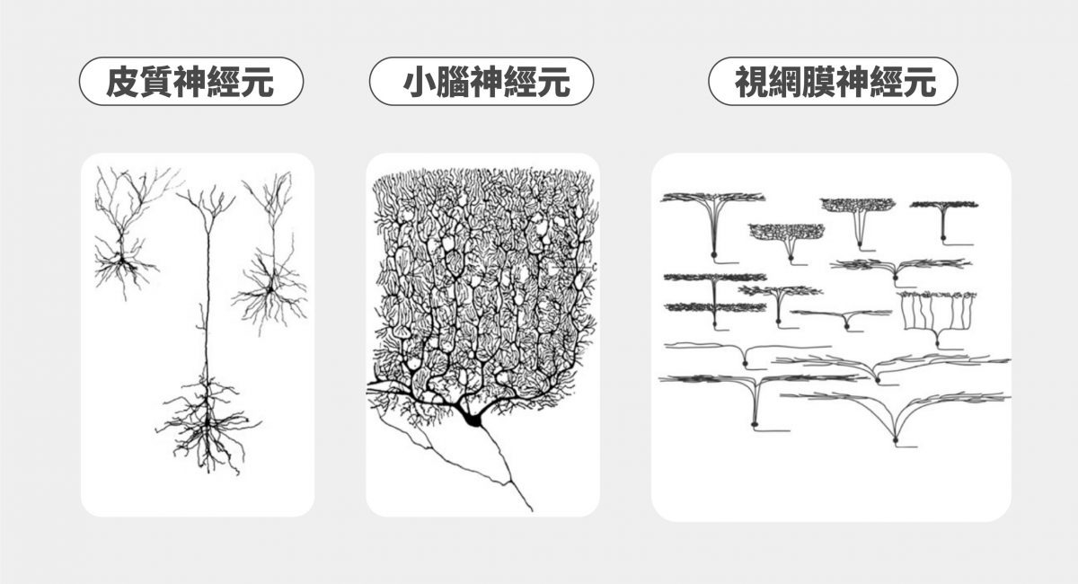 這張圖顯示神經元有不同構造，由左而右為：皮質神經元（Cortex）、小腦神經元（Cerebellum）以及視網膜神經元（Retina）。圖中神經元類型屬於投射神經元，軸突訊號將發送到細胞體之外，把訊息「投射」到遠處的神經元。 圖｜Current Biology 