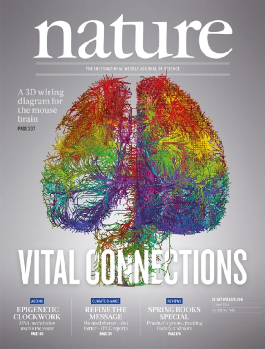 國際科學期刊《自然》2014 年 4 月 10 日刊載的封面，展示老鼠大腦神經的 3D 連結圖像。 圖｜Nature 