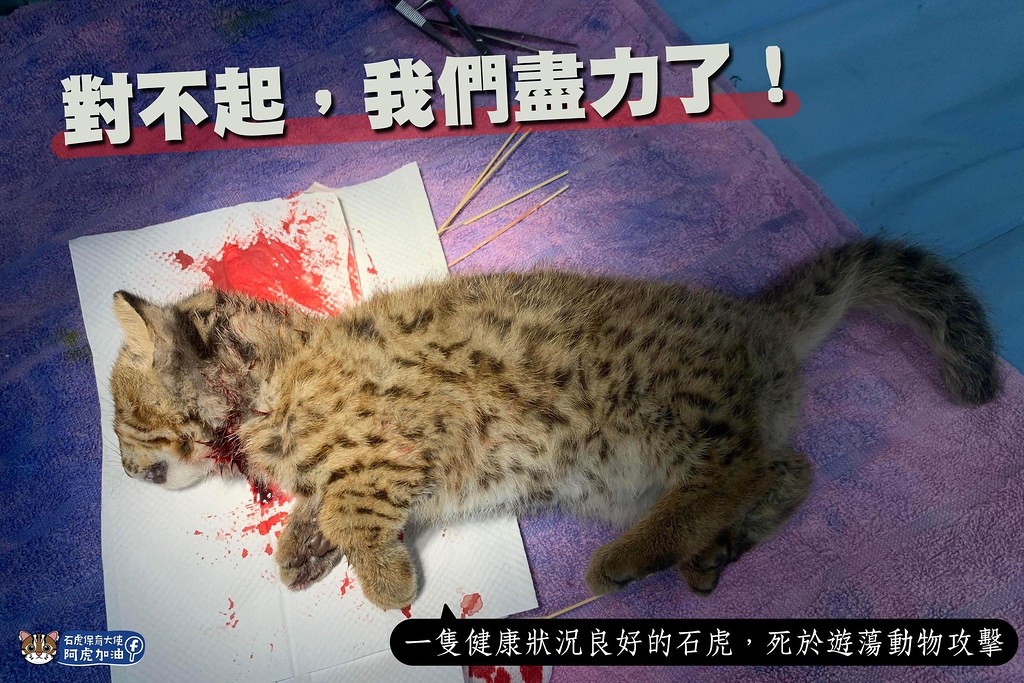 上週出現全臺首例石虎貓殺案。圖片來源：「石虎保育大使 阿虎加油」臉書