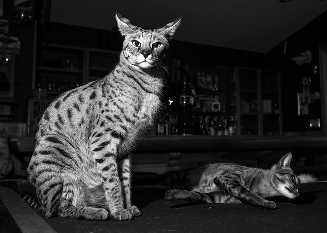 照片中是第一代薩凡納貓──家貓媽媽和藪貓爸爸的後代──和另外一隻薩凡納貓。 PHOTOGRAPH BY ASTRID HARRISSON / ALAMY STOCK PHOTO 