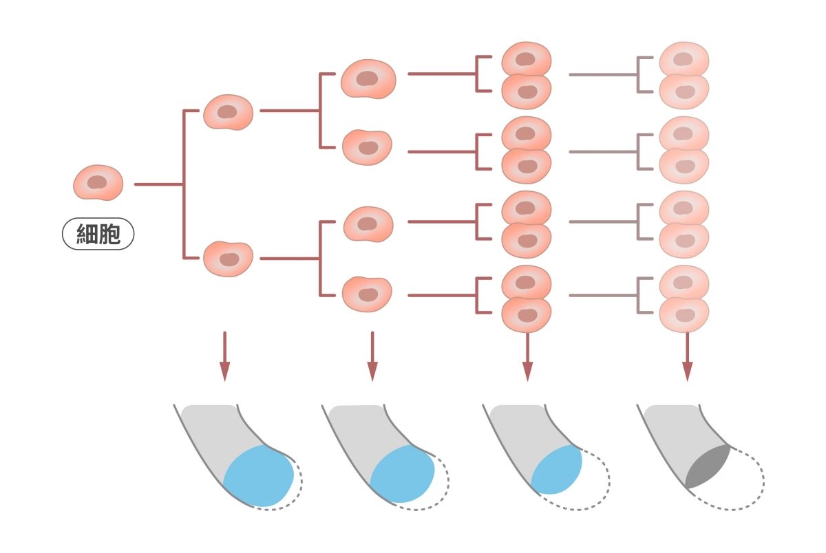 正常細胞每經過一次細胞分裂，染色體的端粒就會縮短數十到數百個鹼基，因此隨著分裂次數越多，端粒就會越來越短，直到失去保護染色體的功能。 圖｜研之有物（資料來源｜Labster）