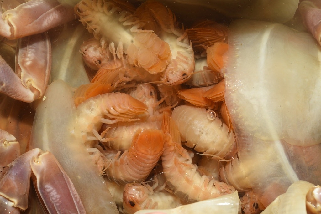 敷幼深水蝨。攝影：李坤瑄。圖片來源：國立自然科學博物館提供