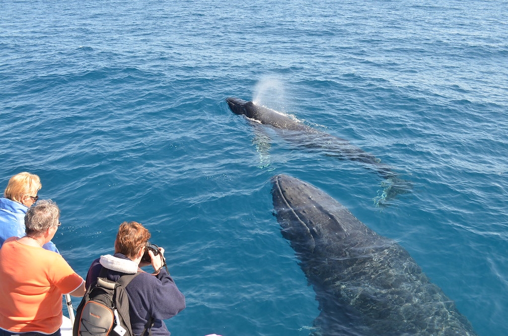 雖然想更靠近一點，但保持適當距離才能讓賞鯨更友善。圖片來源： eGuide Travel （CC BY 2.0）
