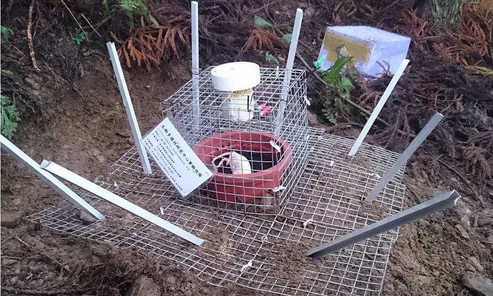 中研院沈聖峰研究團隊在合歡山進行埋葬蟲與麗蠅的實驗，圖為實驗裝置。圖片來源：中研院沈聖峰研究室提供