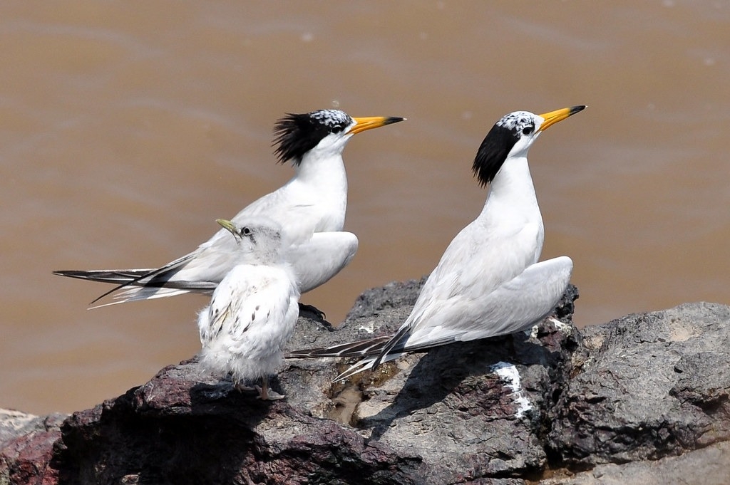 黑嘴端鳳頭燕鷗與幼鳥。圖片來源：海保署提供