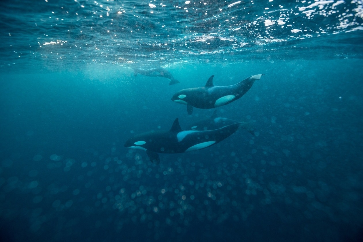 一群虎鯨合作獵捕鲱魚。虎鯨擁有複雜的溝通和社交技巧，所以有些專家認為牠們可能計畫在伊比利半島外海衝撞船隻。PHOTOGRAPH BY PAUL NICKLEN, NAT GEO IMAGE COLLECTION
