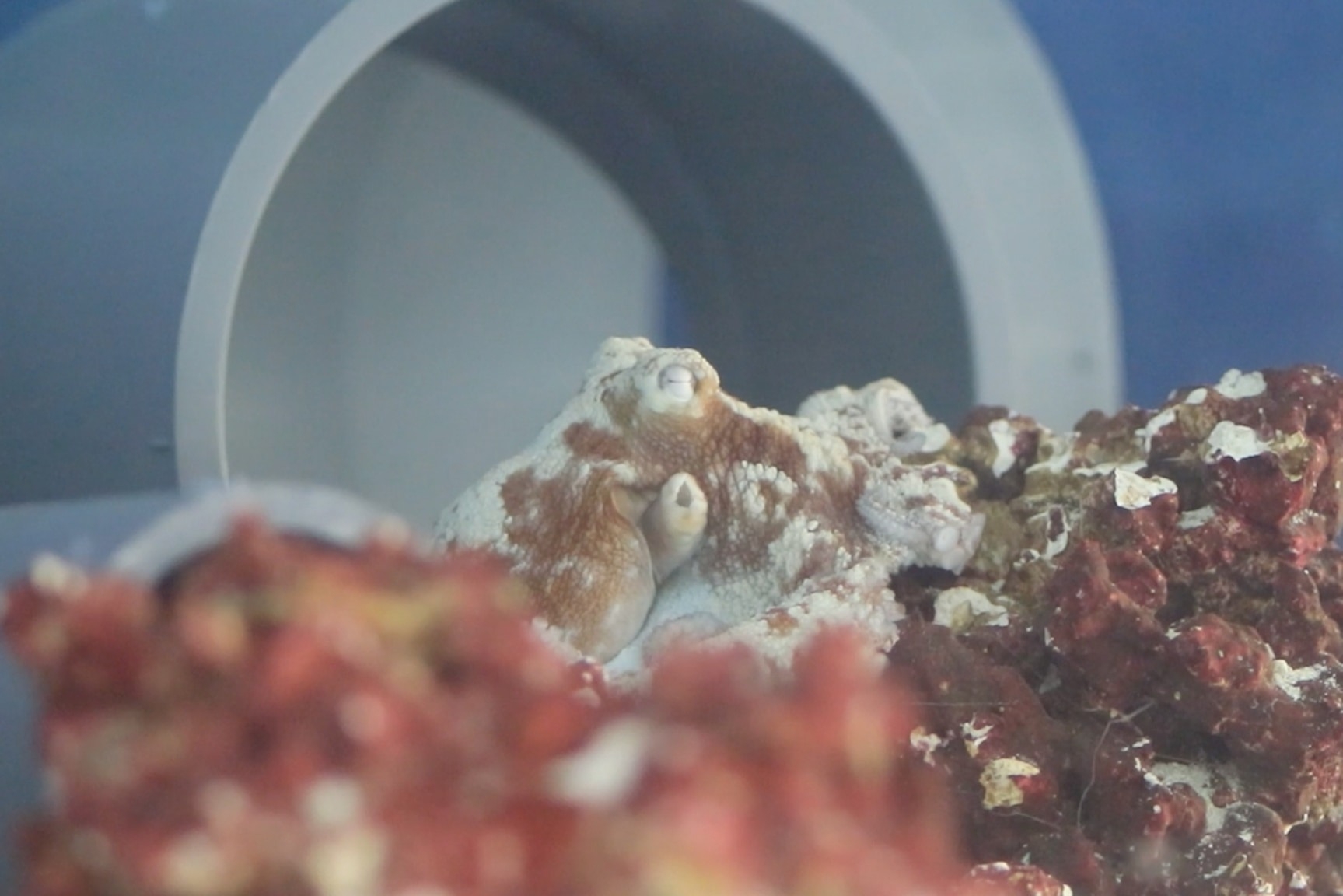 在紐約洛克斐勒大學整合神經科學實驗室（Laboratory of Integrative Neuroscience）拍攝的影片中，靜靜沉睡的巴西珊瑚礁章魚「卡斯提洛」。IMAGE BY LABORATORY OF INTEGRATIVE NEUROSCIENCE AT THE ROCKEFELLER UNIVERSITY