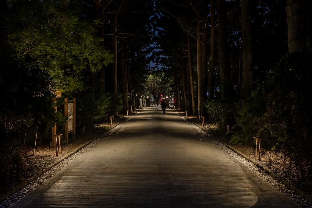 臺北植物園植光步道。圖片來源：中強光電文化藝術基金會提供。攝影：丰宇影像