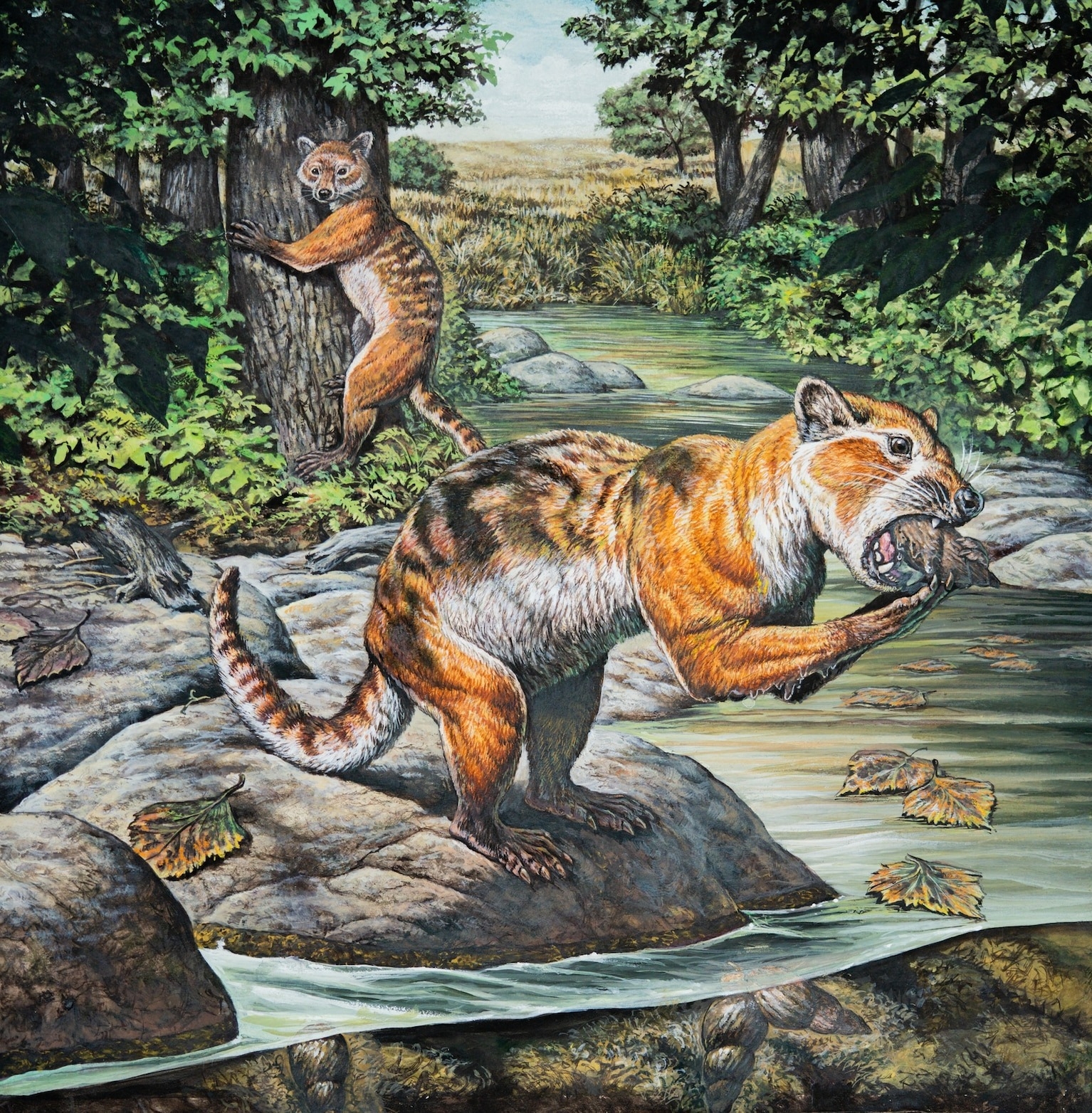 <i>Eoarctos vorax</i>這個新物種曾在3200萬年前生活於現今美國北達科他州（North Dakota）的河岸環境之中。這種與浣熊相似的動物代表著哺乳動物演化史上的關鍵時刻。ILLUSTRATION BY MARK HALLETT