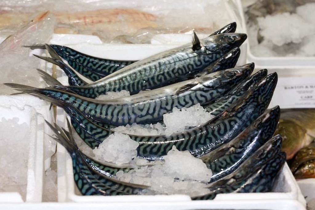 鯖魚是大家常食用的海鮮，但隨著無限制的捕撈，永續評級也跟著下降。圖片來源：Mikaela Toczek／英國海洋生態保育協會