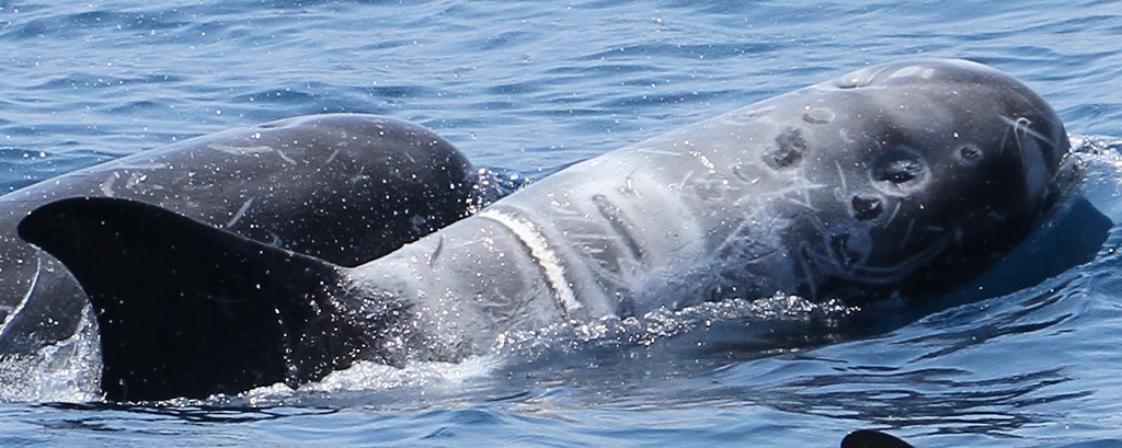 身上有疑似受到繩索纏繞痕跡的花紋海豚。圖片來源：黑潮海洋文教基金會提供