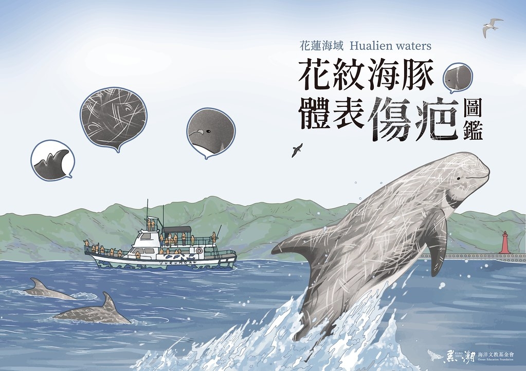  花紋海豚傷疤圖鑑。圖片來源：黑潮海洋文教基金會提供。插畫：玉子日紀