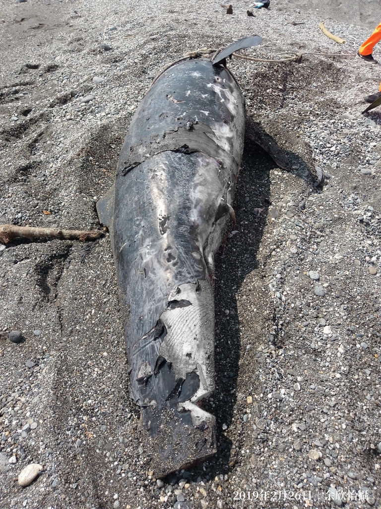 擱淺之花紋海豚多處有疑似因遭到漁具纏繞被割斷的切口，傷口經灰階處理。圖片來源：黑潮海洋文教基金會提供。攝影：余欣怡