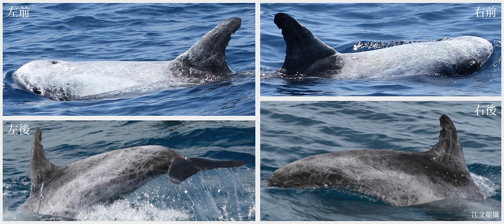 搜集花紋海豚各個角度照片。圖片來源：黑潮海洋文教基金會提供。攝影：江文龍