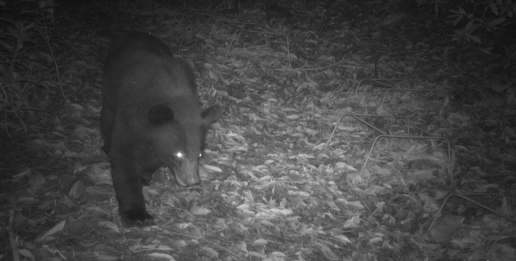 紅外線相機拍下偷吃蜂蜜的黑熊蹤影。圖片來源：臺東林管處提供