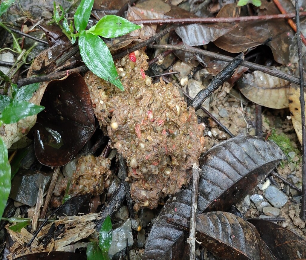 現場發現臺灣黑熊排遺。圖片來源：臺東林管處提供