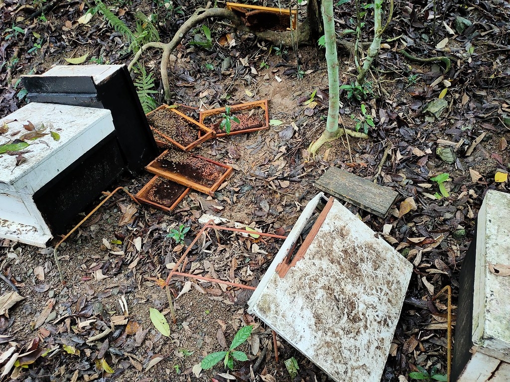 蜂農的蜂箱遭臺灣黑熊破壞。圖片來源：臺東林管處提供