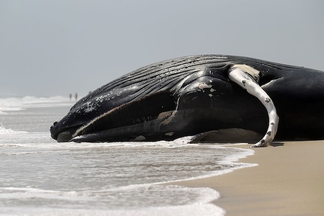一具7.6公尺長的幼年座頭鯨屍體被沖到紐約的海灘上。自2016年起，被沖上岸的鯨魚數量愈來愈多。PHOTOGRAPH BY MARIO TAMA/GETTY IMAGES