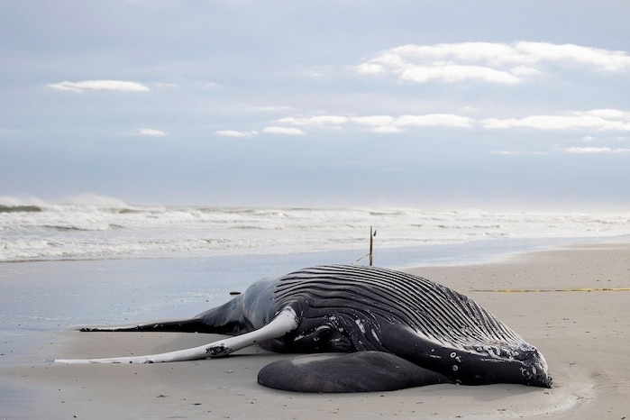 確定鯨魚死亡的真正死因可能很難，但根據NOAA的資料，船隻撞擊或漁具纏繞是鯨魚的最大威脅。PHOTOGRAPH BY RACHEL WISNIEWSKI/REUTERS/REDUX 