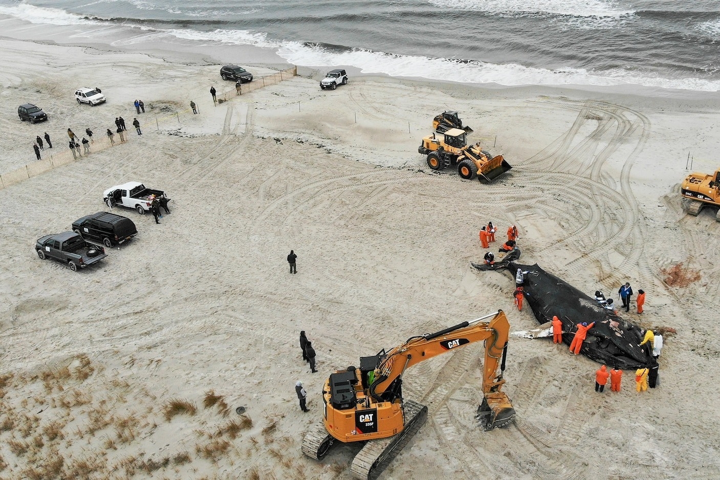 今年1月初，工作人員在紐約海灘上的一隻鯨魚屍體周圍工作。這隻10.7公尺長的座頭鯨被沖上岸之後死亡。PHOTOGRAPH BY SETH WENIG/ APIMAGE 