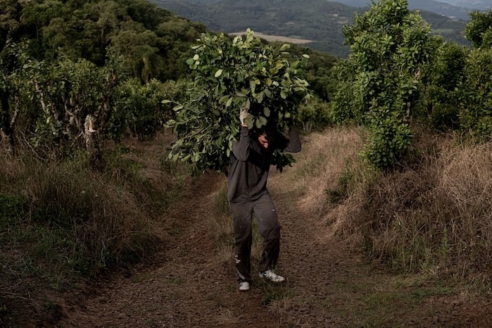 農夫尼爾森．賈斯帕雷多．達莫（Nelson Gaspareto Damo）在自家土地上採收瑪黛茶葉片。PHOTOGRAPH BY MARCIO PIMENTA, REDUX 