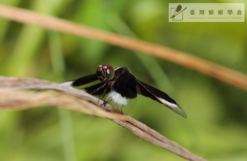 雙截蜻蜓目前集中分布於樹林、鶯歌的濱溪帶。圖片來源：臺灣蜻蜓學會提供