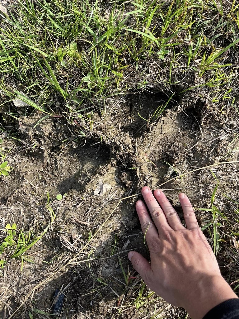 今年因為雨量減少的影響，草澤較往年更加乾涸，蜻蜓愛好者在乾枯的泥地上發現牛腳印。圖片來源：李宜龍提供