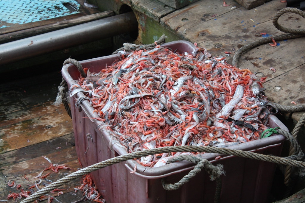 底拖漁船撈上岸的漁獲有高達七、八成都是下雜魚。圖片來源：臺灣動物社會研究會提供