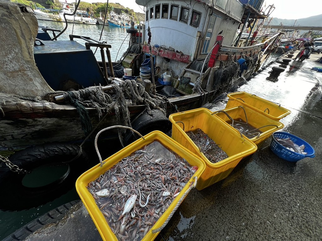 底拖網捕撈的下雜魚常由特定業者透過「場外交易」私下收購。圖片來源：臺灣動物社會研究會提供