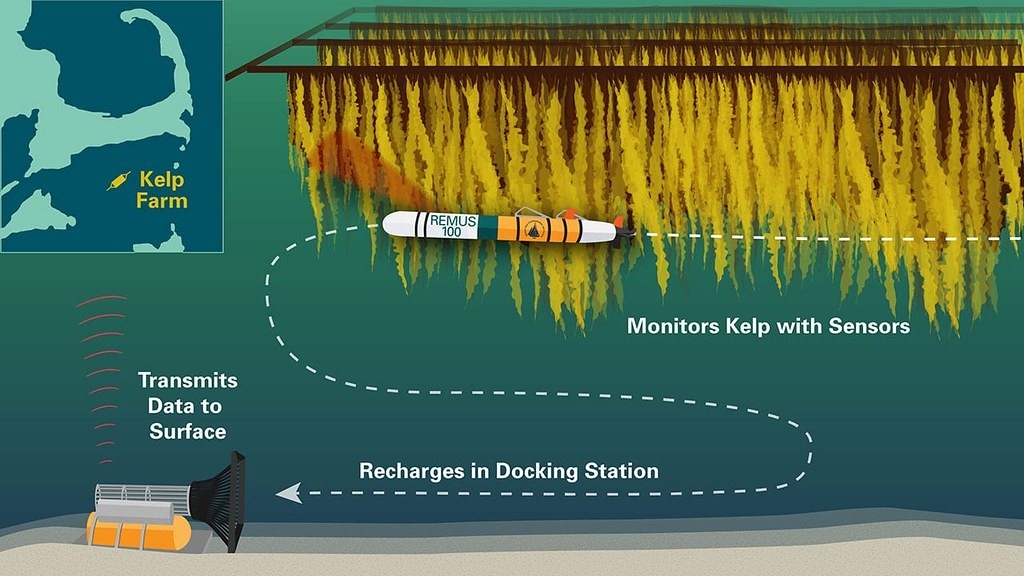 伍茲霍爾海洋研究院2017年就展開海帶養殖的研究，圖中的REMUS 100為遠端環境監測裝置，用以了解海帶生長的情況。圖片來源：伍茲霍爾海洋研究院