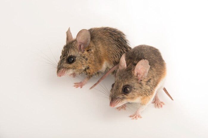 能迅速繁衍後代的白足鼠（圖中是人工飼養的佛州白足鼠），比起生命週期較長的動物能更快演化出適應極端高溫的能力。PHOTOGRAPH BY JOEL SARTORE, NATIONAL GEOGRAPHIC, PHOTO ARK 