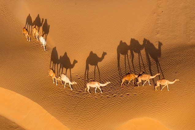 生活在阿拉伯沙漠的單峰駱駝，透過鼻子的結構與低溫把水分凝結在鼻腔中，降低水分從體內散失的程度。PHOTOGRAPH BY BROOKE WHATNALL, NAT GEO IMAGE COLLECTION
