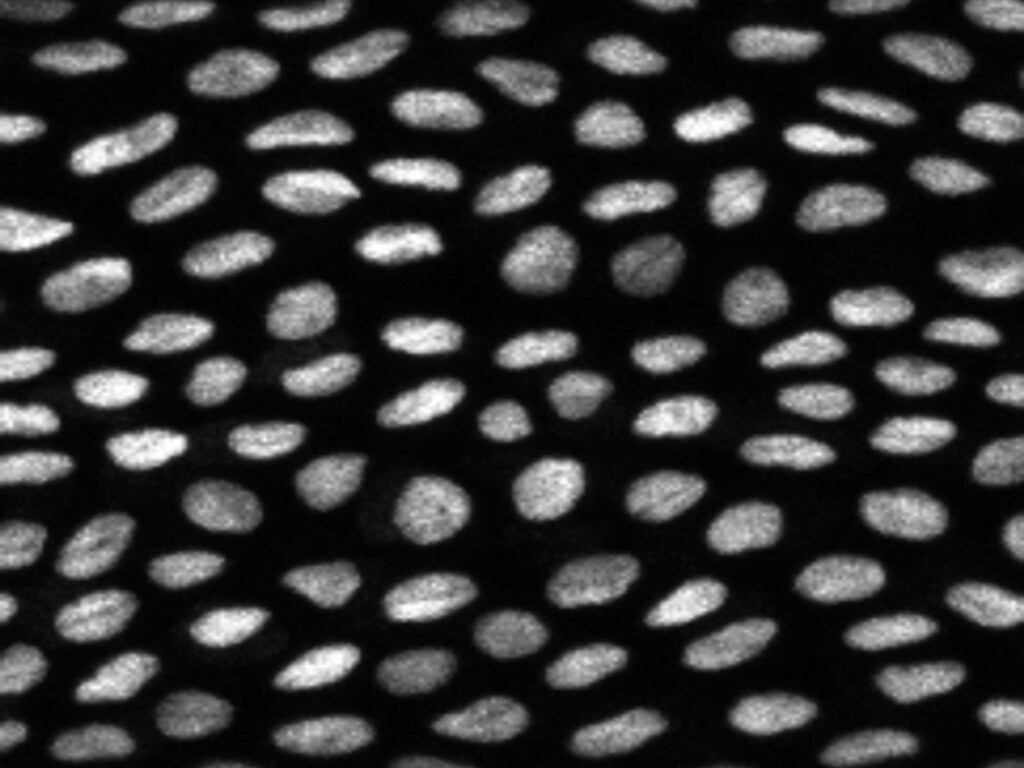 斑馬魚尾鰭的上皮細胞。圖片來源：中研院提供
