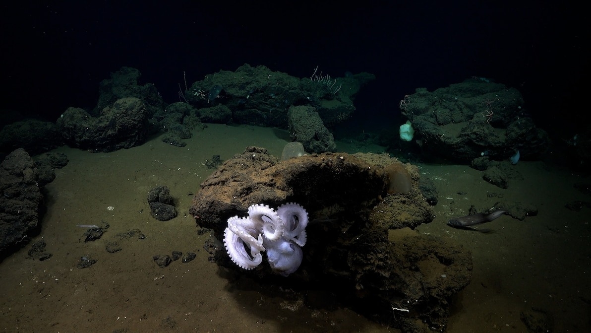 這隻尚未辨識出物種的章魚可能是新種，看到牠的地方是在水下將近3000公尺深處。PHOTOGRAPH COURTESY SCHMIDT OCEAN INSTITUTE