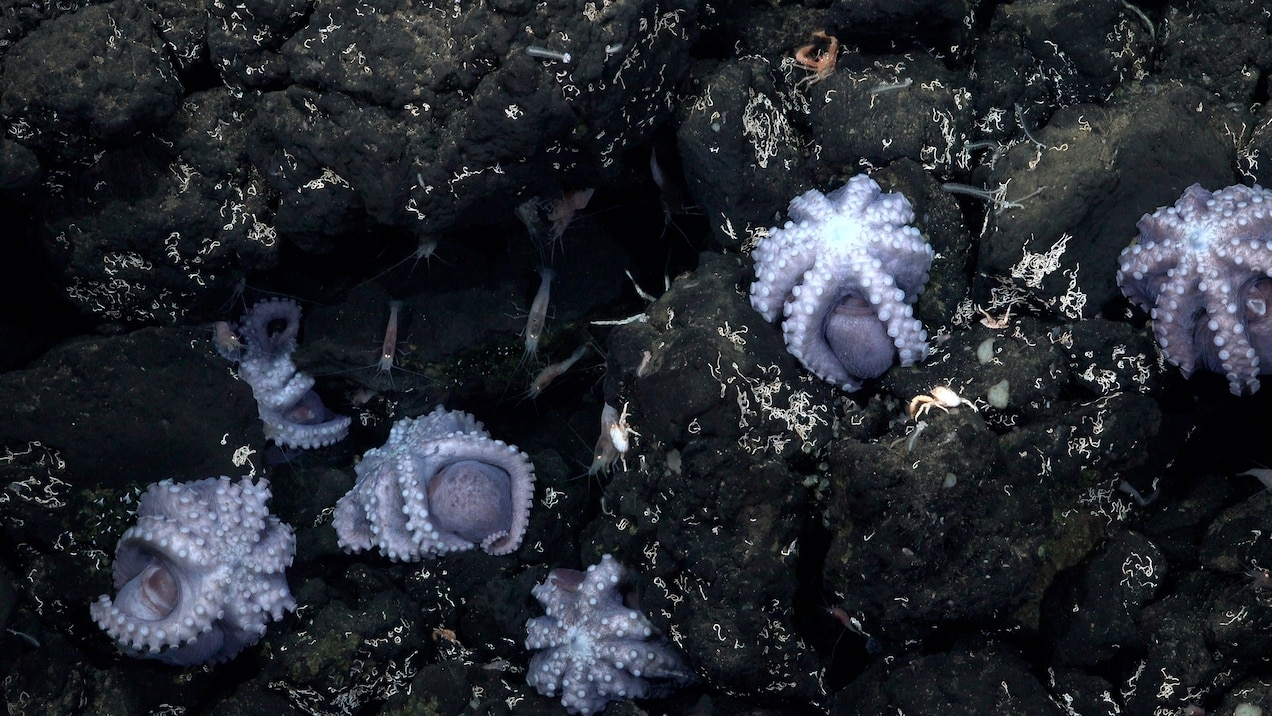 遠征隊在深海熱泉附近發現了為數非比尋常、正在孵卵的章魚媽媽 PHOTOGRAPH COURTESY SCHMIDT OCEAN INSTITUTE 